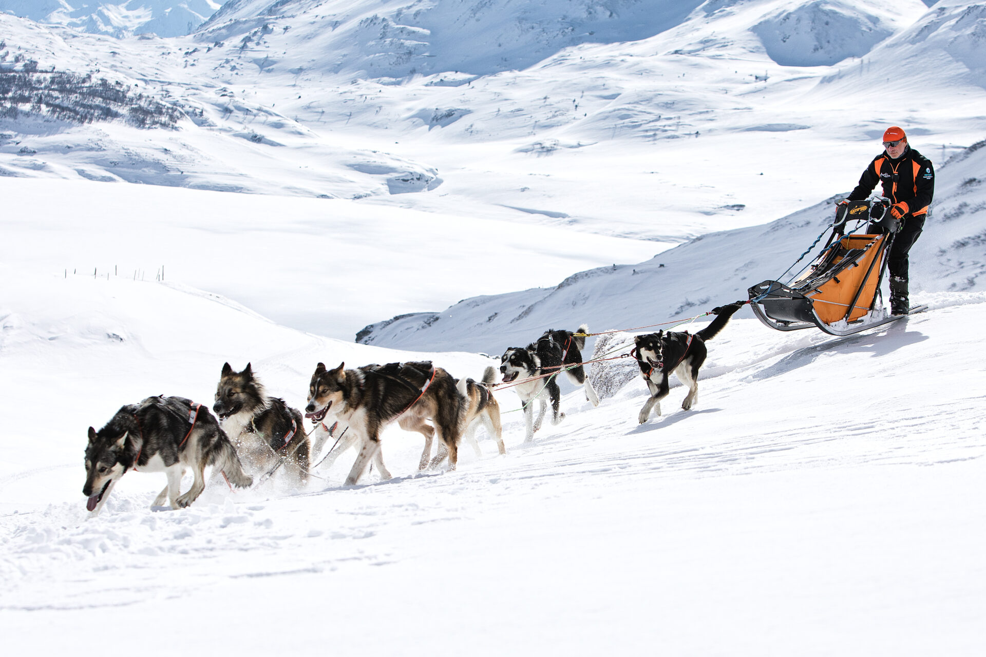 An image of the dog sledding in Val Cenis